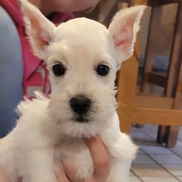 Miniature Schnauzers from Standing Rock Schnauzers