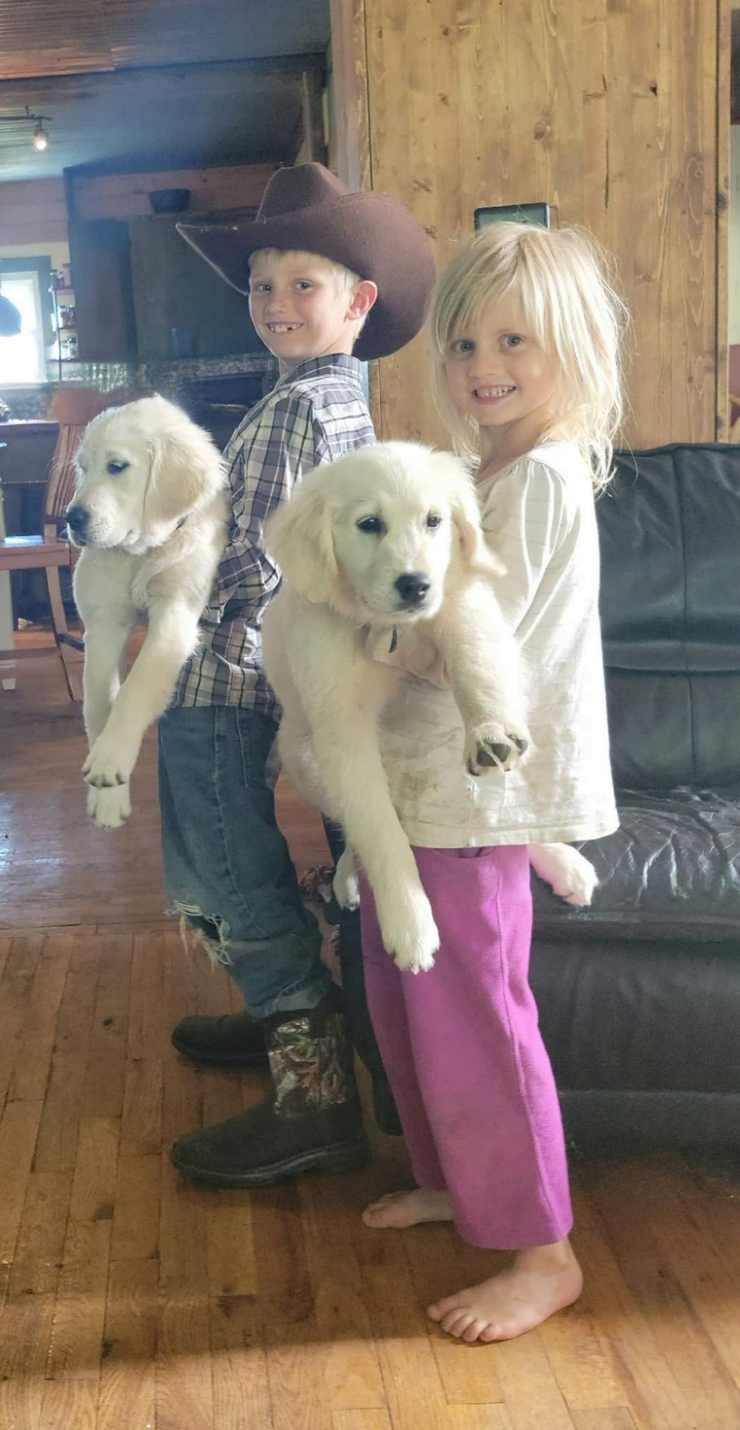 Golden Retriever Puppies from SDG Goldens