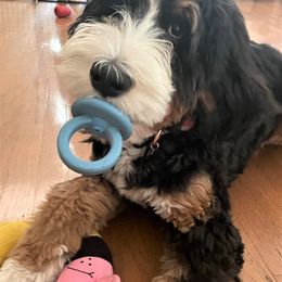 Bernedoodle Puppies from Beary Sweet Doodles
