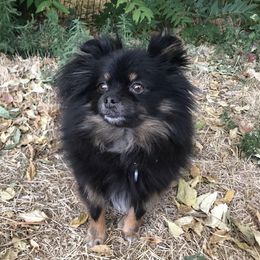 Raven - Pomeranian