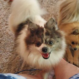 Remy - Pomeranian