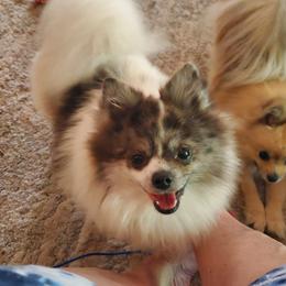 Remy - Pomeranian
