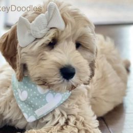 Australian Labradoodles from Crikey Australian Labradoodles