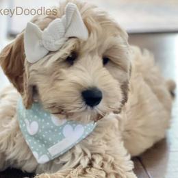 Australian Labradoodles from Crikey Australian Labradoodles