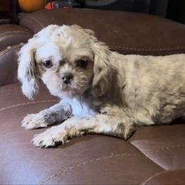 Cyrus - Shih Tzu