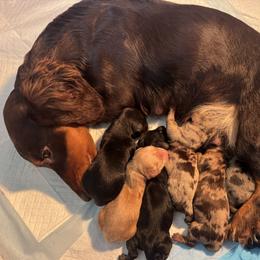 Norma - Dachshund