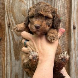 Green Collar Boy - Sable male Goldendoodle puppy in San Augustine, Texas from Vintage Doodles