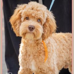 Randall - Red and white male Cockapoo puppy in Connersville, Indiana from Deaz Doodle Ranch