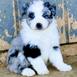 Athena - Blue merle female Australian Shepherd puppy in Mineral Wells, Texas from A6 Australian Shepards