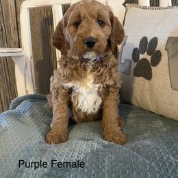 Goldendoodle Puppies from Jozlyn’s Pups
