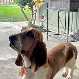 Paisley - Basset Hound