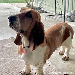 Paisley - Basset Hound