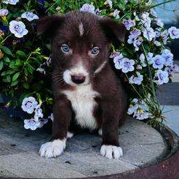Boy 4 - red and white - White and red male Border Collie puppy in Minden, Iowa from Rocking N Registered Border Collies & Labradors