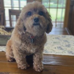 Poodle puppies from Cavish's Missouri Cavaliers, Cavapoos, and Miniature Poodles