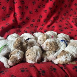 Poodle puppies from Poodles of New England