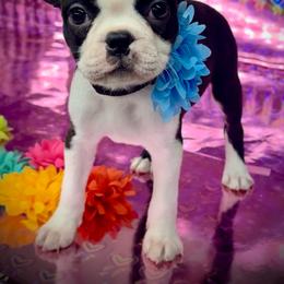 Noir - Black brindle and white female Boston Terrier puppy in Rockville, Indiana from Blaze Of Glory Bostons & Frenchies