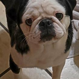Yanni - Pug