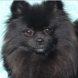 Ying - Pomeranian