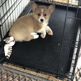Pembroke Welsh Corgi Puppies from GLC Corgis