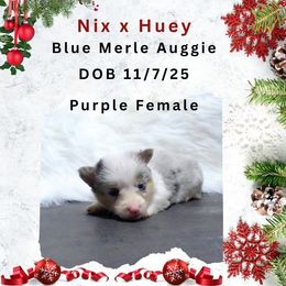 Purple female - Blue merle and white female American Corgi puppy in Campbellsburg, Indiana from Kates Corgis