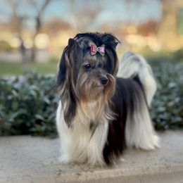 Summer - Biewer Terrier