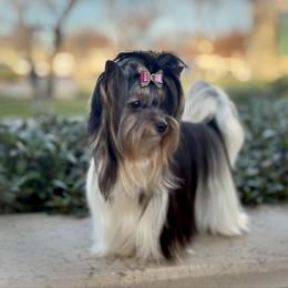 Summer - Biewer Terrier