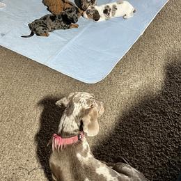 Dachshund Puppies from The Weenie Herd Mom