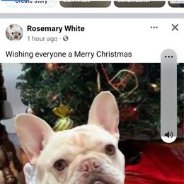 French Bulldog Puppies from PHP's Starbulls