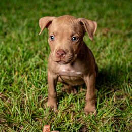 Hazel - Brown female American Bully puppy in El Dorado, Arkansas from KO Dynasty Kennels