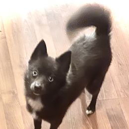 Mishka - Pomsky