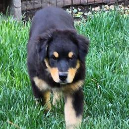 Rebel - Black tri male Miniature Australian Shepherd puppy in Crestline, California from Haugen's Minis