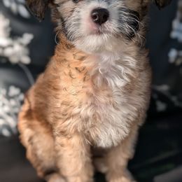 Chinese Crested Puppies from Charming Cresteds Kennel