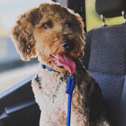 Dodger - Goldendoodle