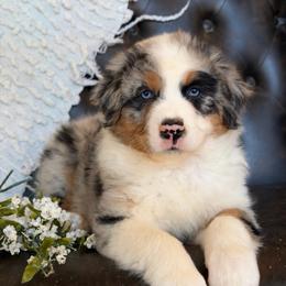 Deacon- Has Tail and Videos - Blue merle male Australian Shepherd puppy in Troy, South Carolina from Lana Corley- Australian Shepherds of 3/W Farms