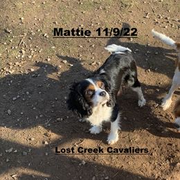 Mattie - Cavalier King Charles Spaniel