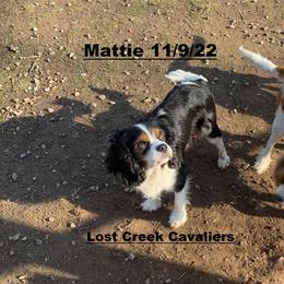 Mattie - Cavalier King Charles Spaniel