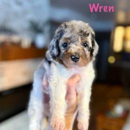 Wren - Merle female Bernedoodle puppy in Midland, Michigan from Northern Charm Farm