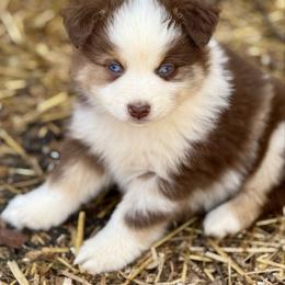 Fuego- co-own or guardian placement only - Red merle male Miniature Australian Shepherd puppy in Patterson, North Carolina from DreamLine Aussies