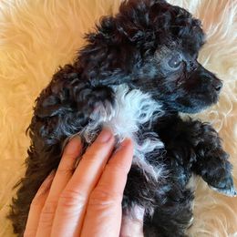 Miniature Australian Shepherd and Poodle Puppies from Furbaby Blessing AKC Toy Poodles and ASDR Mini Aussies