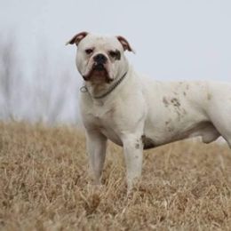 American Bulldogs and French Bulldogs from Bloody Creek Kennels