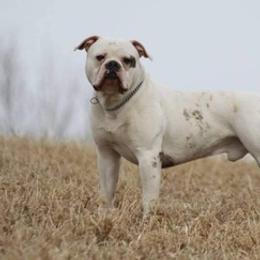 American Bulldogs and French Bulldogs from Bloody Creek Kennels
