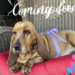 Basset Hounds from Huffer Hounds