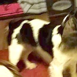 English Springer Spaniels from Kimberley's Springers