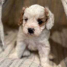 Australian Labradoodles and Cavapoos from Loving Labradoodle
