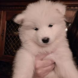 Lilac - White female Samoyed puppy in San Antonio, Texas from Hill Country Samoyeds