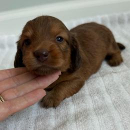 Girl 2 - Red female Dachshund puppy in Lancaster, South Carolina from Oakview Kennels