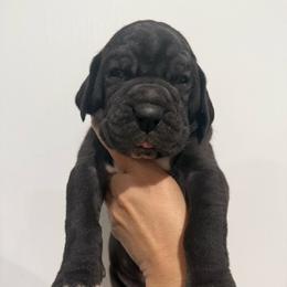 Xena - Black female Great Dane puppy in Albuquerque, New Mexico from Legacy Danes