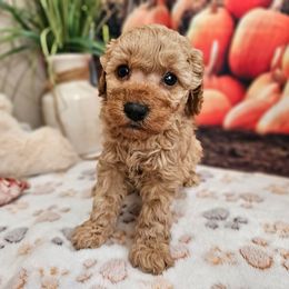 Etta - Apricot female Cavapoo puppy in Lebanon, Missouri from Perkins Pups