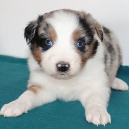 Light - Blue merle female Australian Shepherd puppy in Colorado from Firestone Australian Shepherds