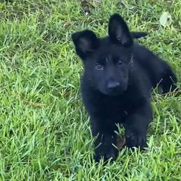 Hermosa - Black female German Shepherd puppy in Whitewater, California from Vom Haus Metzler Shepherds